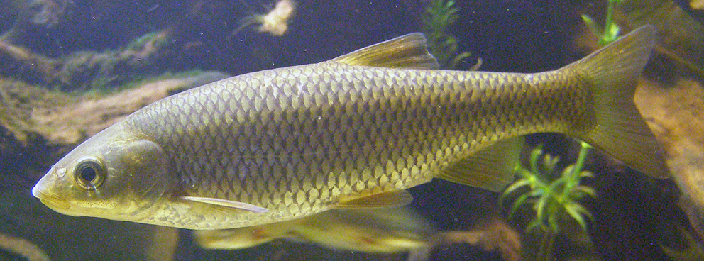 Squalius carolitertii_02.jpg